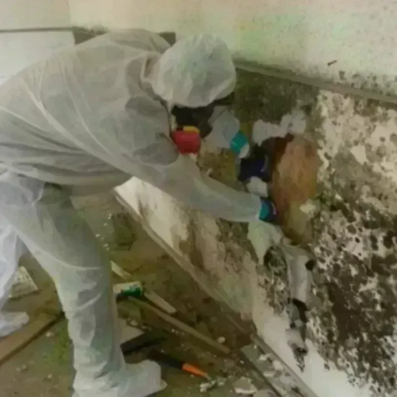 Mold Remediation and Removal in Monrovia, IN